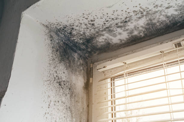 Trusted Commercial Mold Remediation service in Convent Station, NJ - Cheap Mold Removal